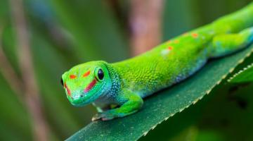 photo of a Madagascar Giant Day Gecko